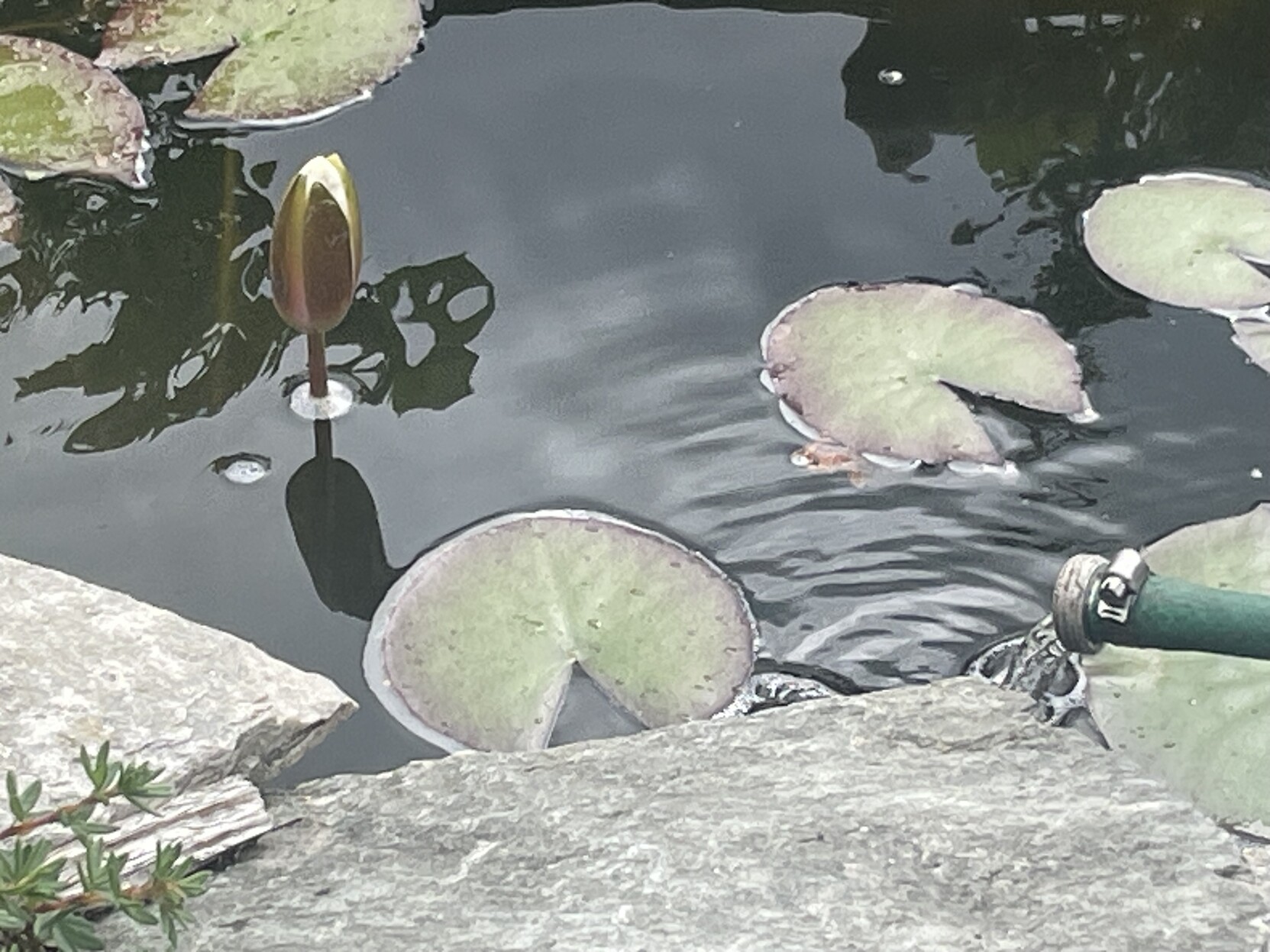 Water exits a small green hose into the pond in between two lilly pads. The flower is above the water by about 5cm.