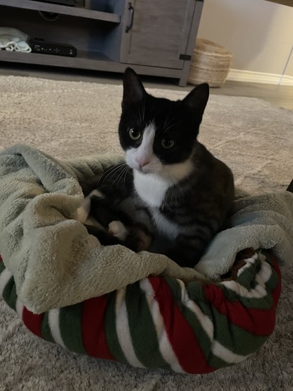 A tuxedo faced, lanky, kitten is in a candy cane cat bed on a carpeted floor.