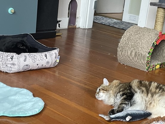 A black cat lies in a cat bed in front of a green tv stand to the left. In the foreground on the right a fluffy tabby cat lies on the wood flooring. There is a stuffed floppy fish in his paws