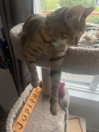 A small cat with tan hair and black stripes is lying on the top of a cat post with his arms hanging down. On a lower level of the post is a wood carved name with "jupiter".