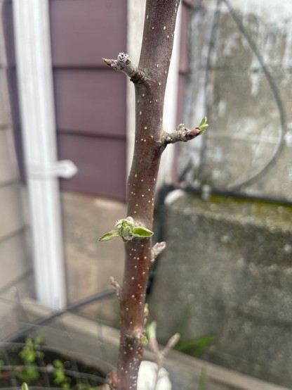 A branch of an apple tree has tiny leaves emerging from the stem. In the background is the corner of the house blurred with purple siding and cement