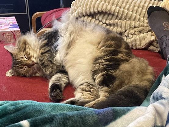 A sleeping and very fluffy tabby cat lies on his side while on a red couch.