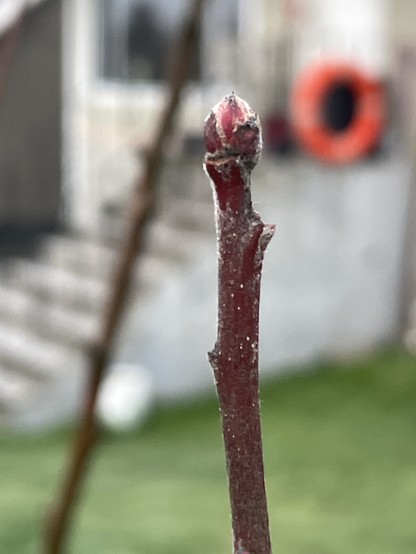 A red bud emerges from the tip of a brown vertical branch. Only the branch is in focus, in the blurred background is a grassy frontward, a grey set of cement stairs and an orange life ring.