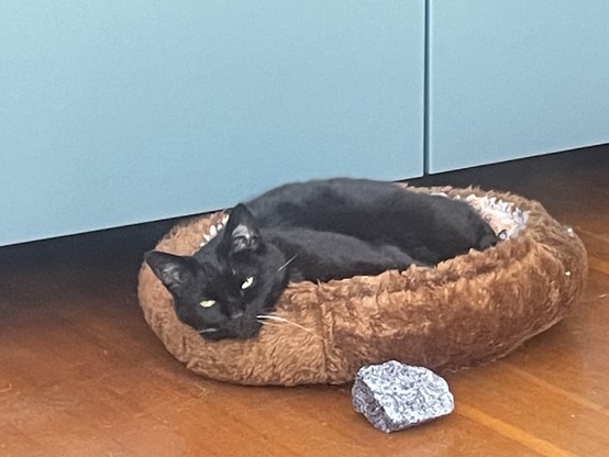 A black cat is curled in a brown bed. There is a fake rock siting on the floor beside. Whiskers is looking tiredly at the camera