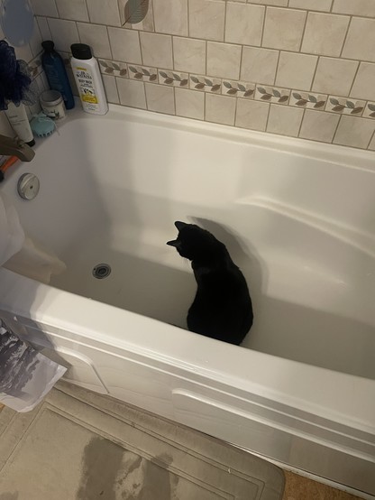 A black cat sits upright but kind of curved in the middle of a bathtub looking toward the draib. There are many shadows in the somewhat dim light. 