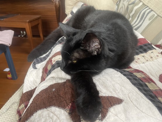 A black cat lies stretched towards me on my lap. She is lying on a quilt that is adorned with brown daschunds. Her chin is resting on her outstretched paw toward me.