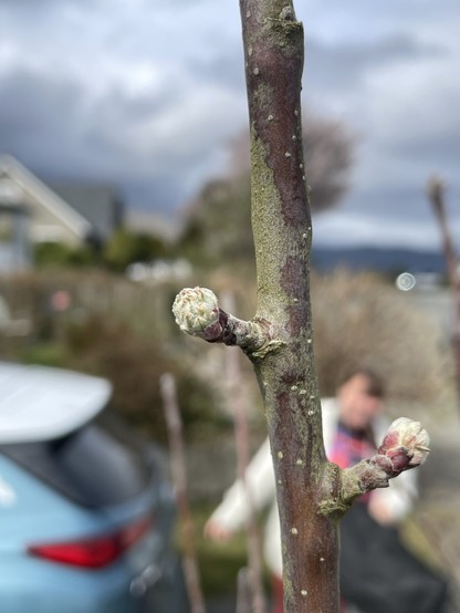 A close up of a vertical branch with two small buds with faint green leaves still tightly wrapped. Blurred in the background is a turquoise car on the left and a silly person at a strange angle leaning to the right between the v made in the branch and bud
