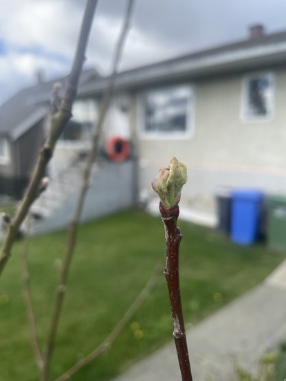 A small bud of leaves is curled  at the top of a branch.