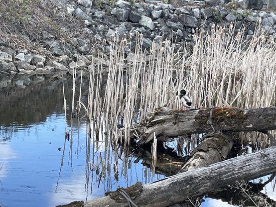 A mallard stands on a log in front of a bunch of reeds