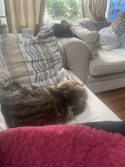 Two cats sleep, one large tabby near on a beige couch, another a black cat stretched out on the arm of a couch against the window