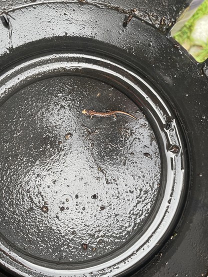 A tiny baby salamander is a light brown colour, wriggling on the bottom of a black plastic pot