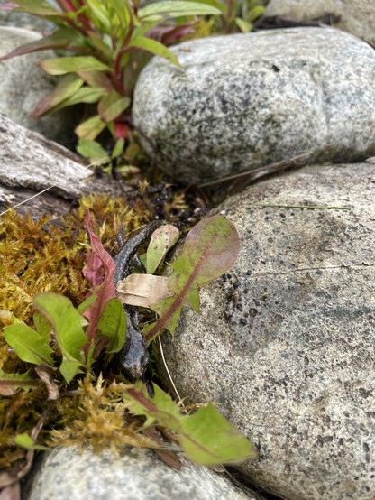 A salamander peaks out from between some weeds and moss and white round rocks
