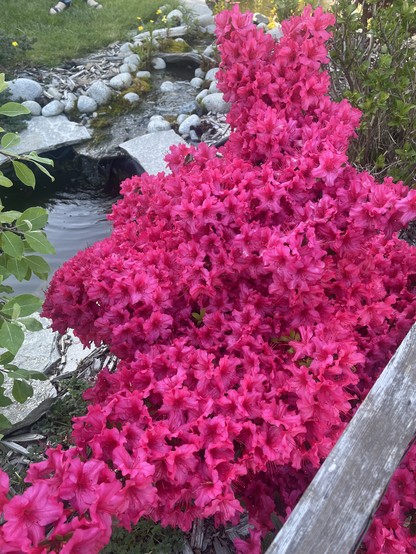 A bright pink azalea blooms ferociously beside a small fence. There is a small pond behind.