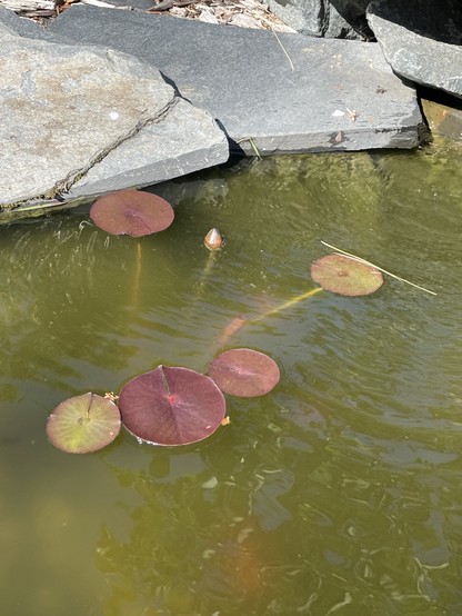 A small pond lily plant with purple leaves floating on the surface some with a little green in them. Has a blossom just under the surface about half outside in the air. There are flat granite stones on the edge of the pond. The water is a Marky, green yellow colour