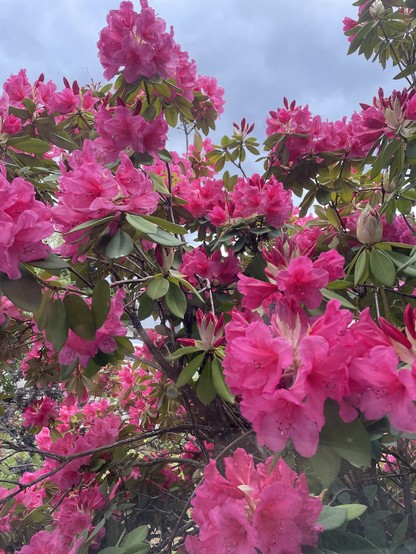A close-up picture of a bright pink rhododendron. There is a greyish sky on the top of the picture.