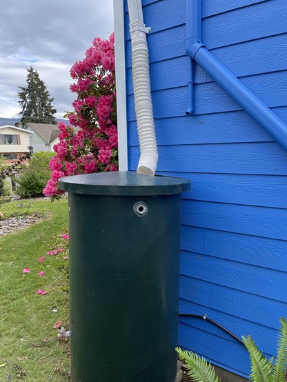 A tall water barrel stands at the corner of a blue house. A white semi accordion downspout attachment reaches down from above to the top of the barrel. There is a tall pink rhododendron peaking out from around the corner.