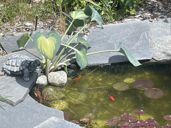 A large hosta plant grows out of a cluster of river rocks, the shallow end of a pond. There are some goldfish swimming about near Lily pads. The water is a greeny tinge. Around the pond are large flat granite stones.