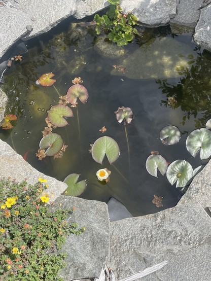 A white pond, lily flower with yellow interior blooms, partially as it floats on the surface. There are a number of large lily pads around it. Some fish are visible underneath.