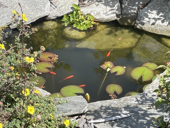 Another view of the bottom pawn shows a small bush with small green leaves and bright yellow flowers blooming on the left side just above the ponds. The pond are near the surface swimming amongst lily pads. The flower bloom is closed.