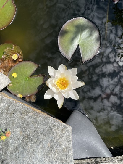 A white pond lilly flower with yellow inside blooms on top of a dark pond water. There are lilly pads around it and the flat rock edge of the pond is beside it.