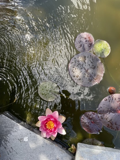 A pond flower with light pink outer petals and deep pink inner petals with yellow insides blooms. There are purple and green lilly pads beside. The water is quite rippled from the waterfall nearby. 