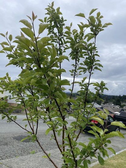 A young apple tree with lots of light green leaves and branches reaching up. The sky behind is grey with clouds. 