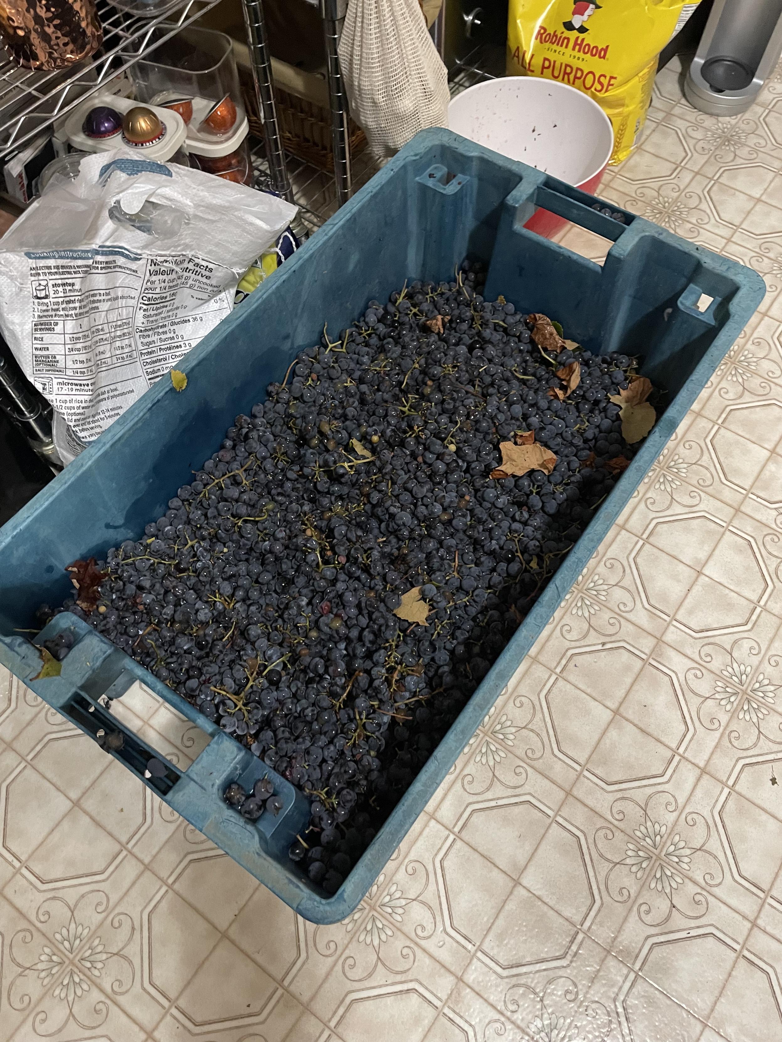 A large blue bin sit on the floor of the kitchen. There's linoleum on the floor. The bin is full for about 3/4 with dark blue Concord grapes