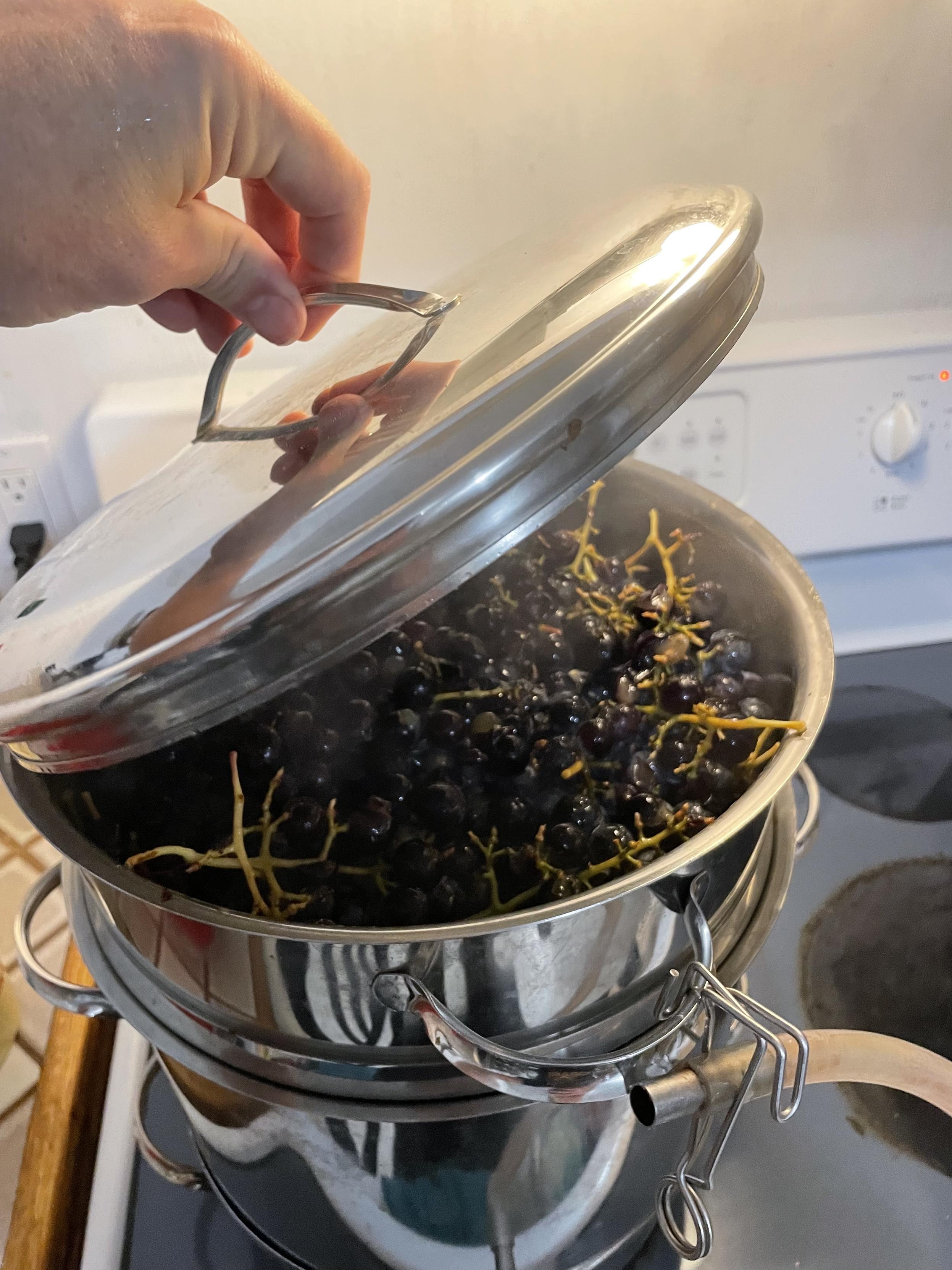I am lifting with my left hand the top of the three level steamer to reveal the first batch of grapes inside, partly obscured by steaming. It is sitting on top of a class stove top.