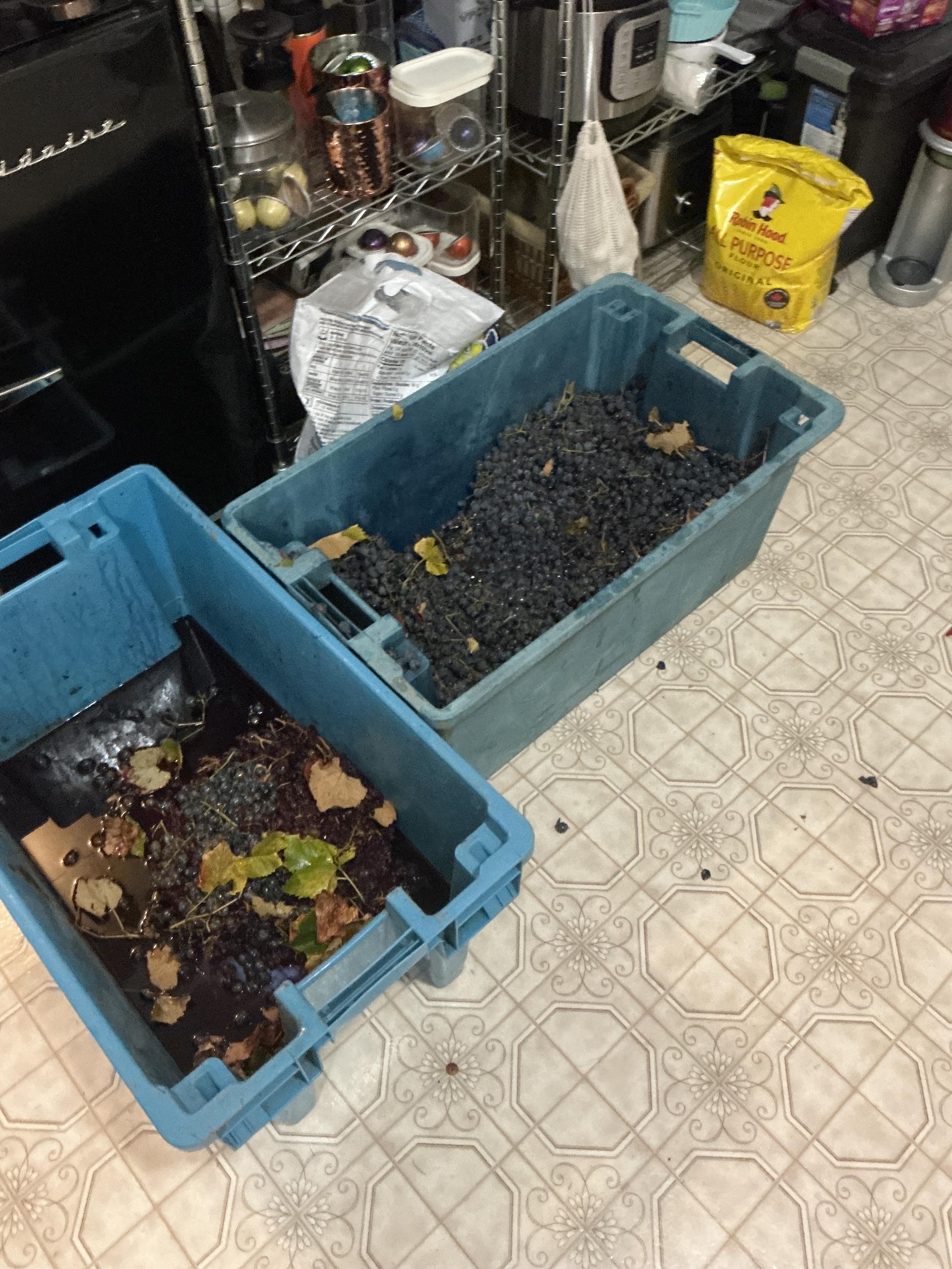 Two long blue bins sit on the linoleum floor in a T shape. Long part of the tea has the fresh grapes and is about half empty. The short top of the tea has a spa of grapes and to trade us covering the bottom with lots of grape juice as well. There are little grapes on the floor here and there. It’s a bit of a mess.