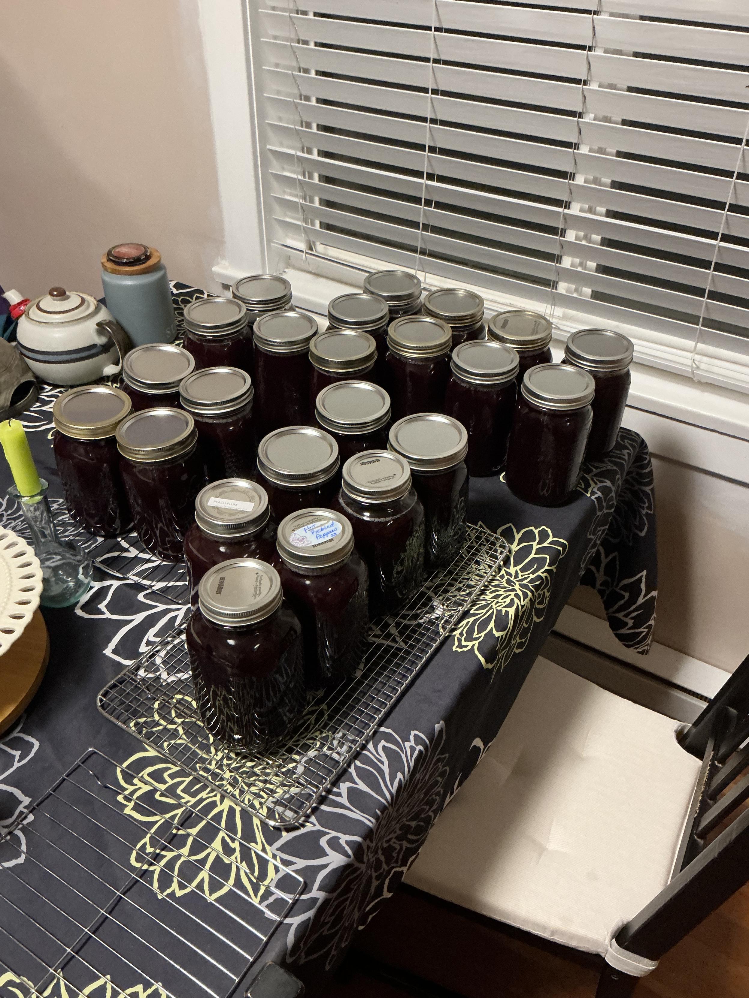 23 jars of grape juice on the table cooling!